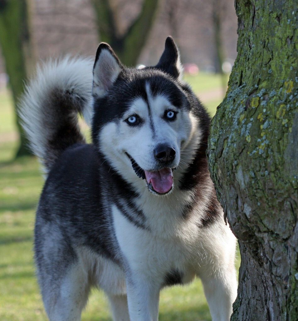 Ein Husky steht grinsend schräg hinter einem Baum