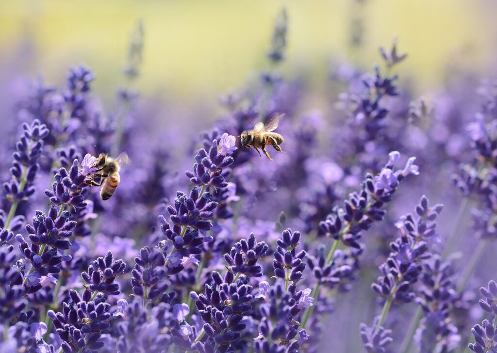 insektenfreundliche Pflanzen